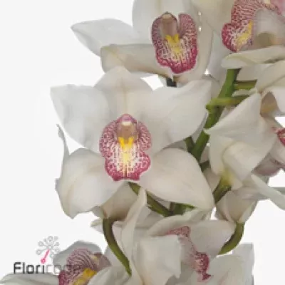 Orchidej T TIME OUT 50cm