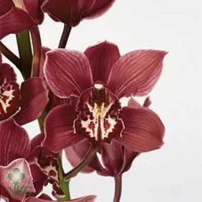Orchidea T Tineke