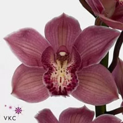 Orchidej T TOLEDO