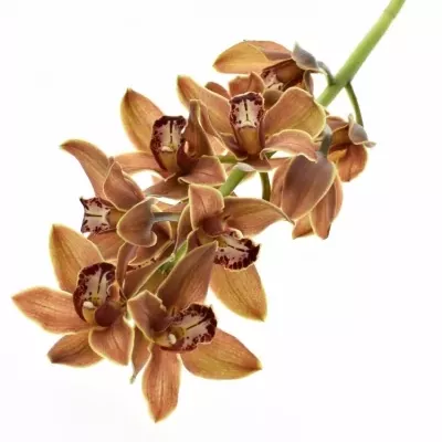 Orchidej T VALENTINE