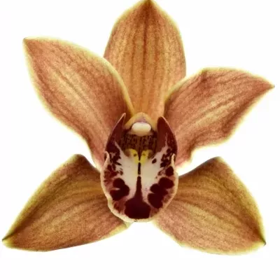 Orchidej T VALENTINE 50cm