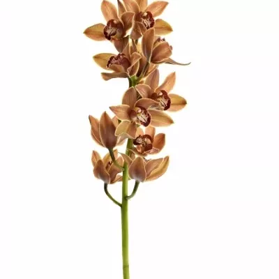 Orchidej T VALENTINE