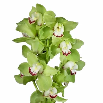 Orchidej T YCING 100cm/16kv SUPER