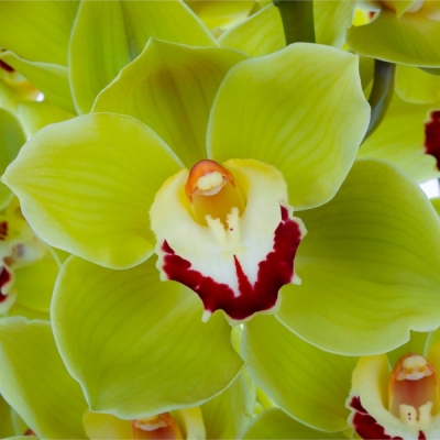 Orchidej T YCING