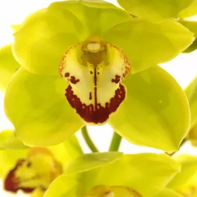 Orchidej T YONINA