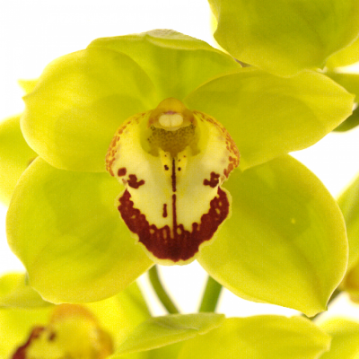 Orchidej T YONINA 60cm
