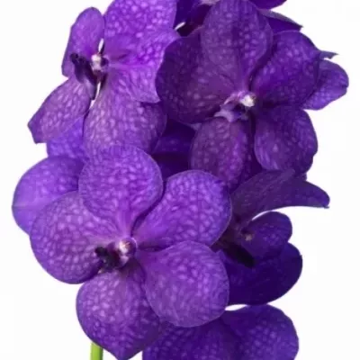 Orchidej TAYANEE BLUE