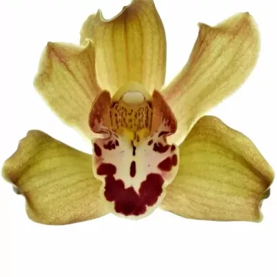 Orchidej TEEFLOR