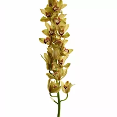Orchidej TEEFLOR