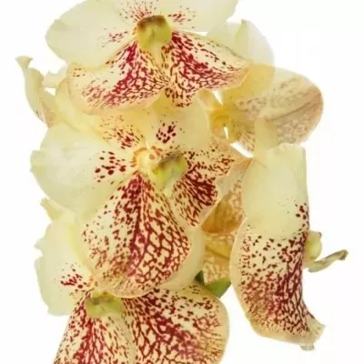 Orchidej SUNANDA YELLOW HENNA