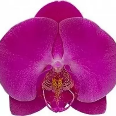Orchidej VICTORIAN PRINCESS