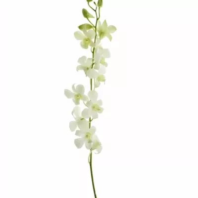 Orchidej WHITE 40cm