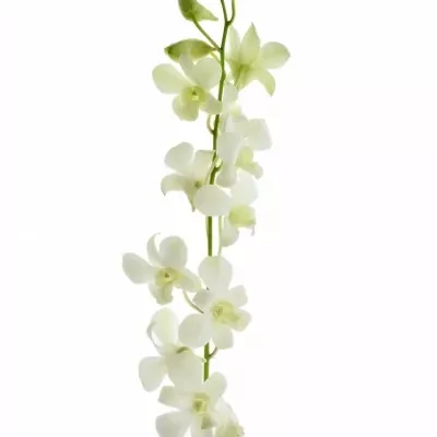 Orchidej WHITE 40cm