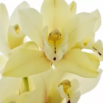 Orchidea YELLOW RIVER TARA 30cm