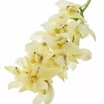 Orchidej YELLOW RIVER TARA 30cm