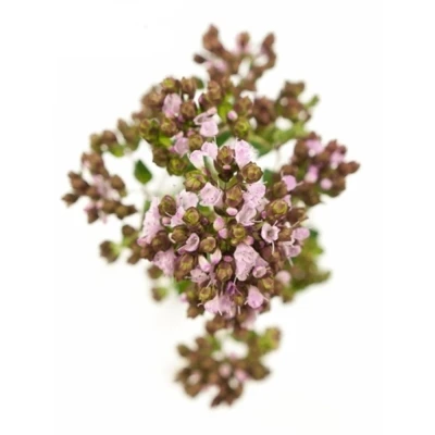 Origanum ROSA CHARM