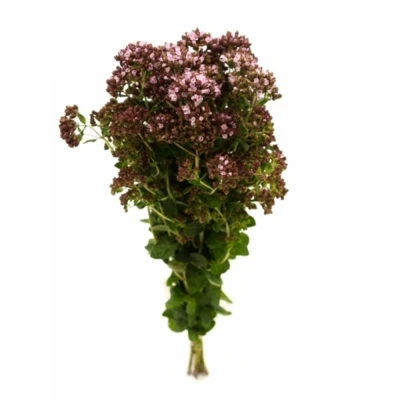 Origanum ROSA CHARM