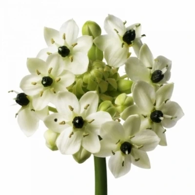 Ornithogalum ARABICUM 55cm