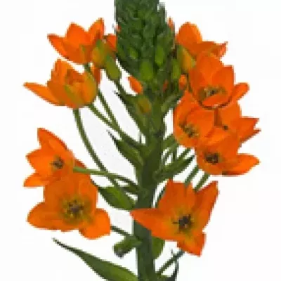 ORNITHOGALUM DUBIUM 