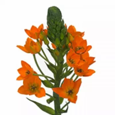 ORNITHOGALUM DUBIUM 