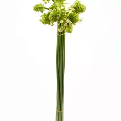 ORNITHOGALUM SAUNDERSIAE 80cm