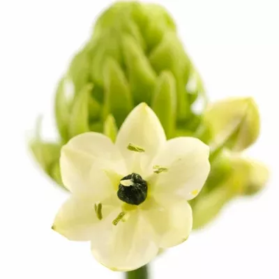 ORNITHOGALUM SAUNDERSIAE 80cm