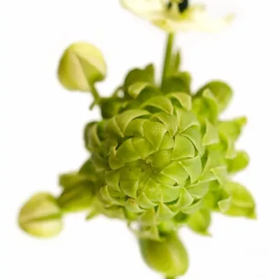 ORNITHOGALUM SAUNDERSIAE 80cm