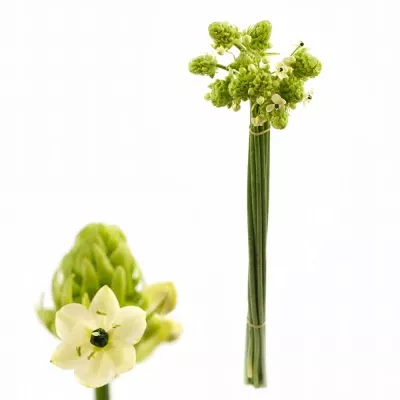 Snědek SAUNDERSIAE 80cm