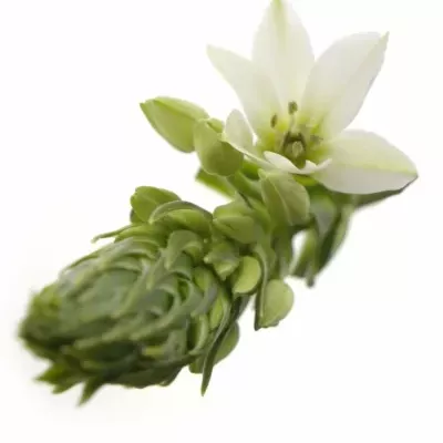 ORNITHOGALUM THYRSOIDES MOUNT FUJI