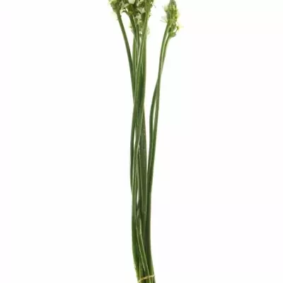 ORNITHOGALUM THYRSOIDES MOUNT FUJI