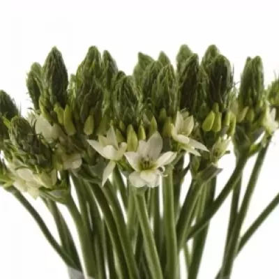 ORNITHOGALUM THYRSOIDES MOUNT FUJI