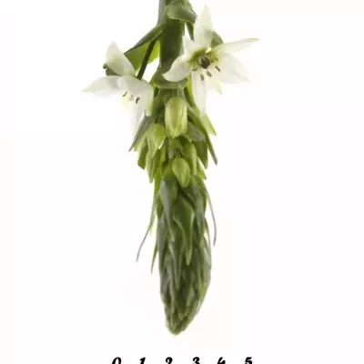 ORNITHOGALUM THYRSOIDES MOUNT FUJI