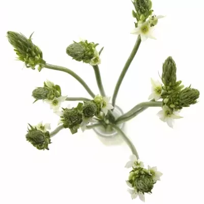 ORNITHOGALUM THYRSOIDES MOUNT FUJI