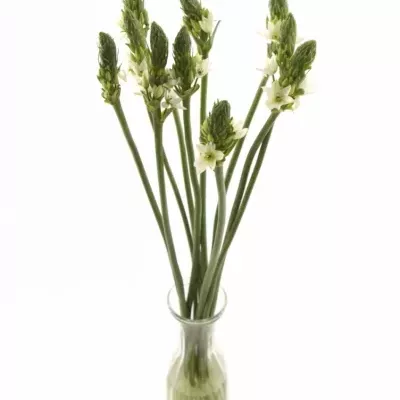 ORNITHOGALUM THYRSOIDES MOUNT FUJI