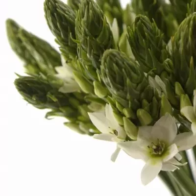 ORNITHOGALUM THYRSOIDES MOUNT FUJI