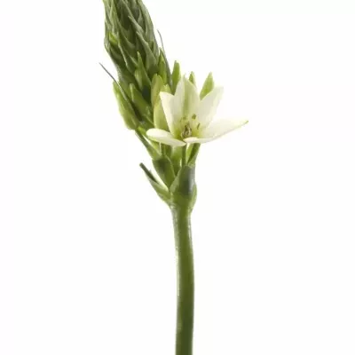 ORNITHOGALUM THYRSOIDES MOUNT FUJI