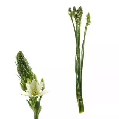 ORNITHOGALUM THYRSOIDES MOUNT FUJI