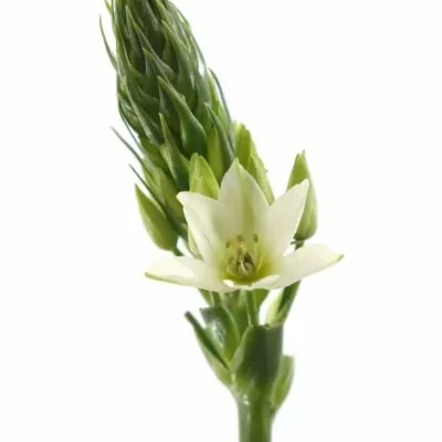 ORNITHOGALUM THYRSOIDES MOUNT FUJI