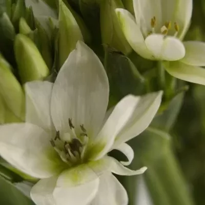 ORNITHOGALUM THYRSOIDES MOUNT FUJI