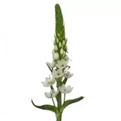 Snědek THYRSOIDES WHITE STAR 60cm