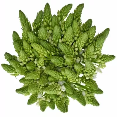ORNITHOGALUM WHITE GIANT 55cm