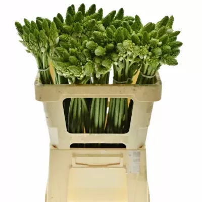 ORNITHOGALUM WHITE GIANT 55cm