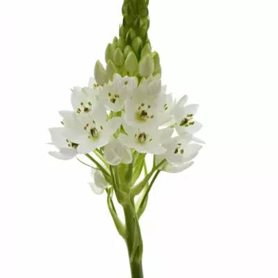 ORNITHOGALUM WHITE GIANT 55cm