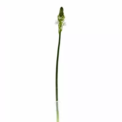 ORNITHOGALUM WHITE GIANT 55cm