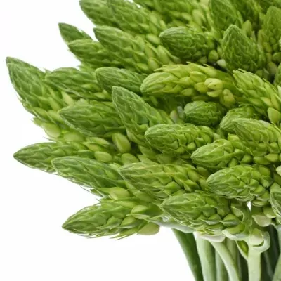 ORNITHOGALUM WHITE GIANT 55cm