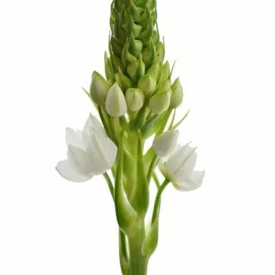 Snědek WHITE GIANT 55cm