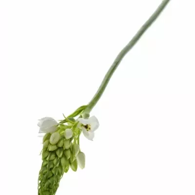 ORNITHOGALUM WHITE GIANT 55cm