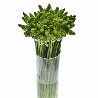 ORNITHOGALUM WHITE GIANT 55cm