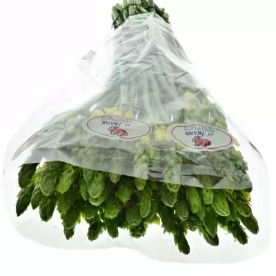 ORNITHOGALUM YELLOW STAR 55cm