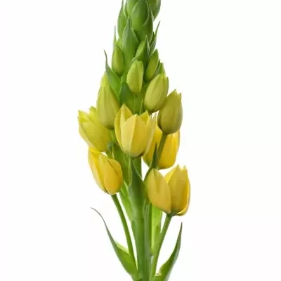 ORNITHOGALUM YELLOW STAR 55cm